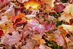 UsS-Minnesota-Street-Market3